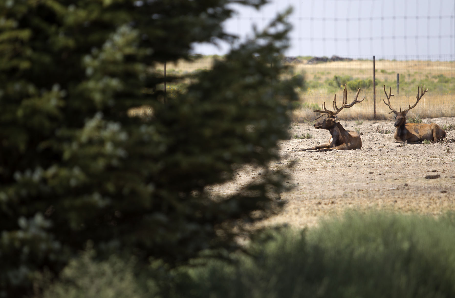 P-T Elk Farm